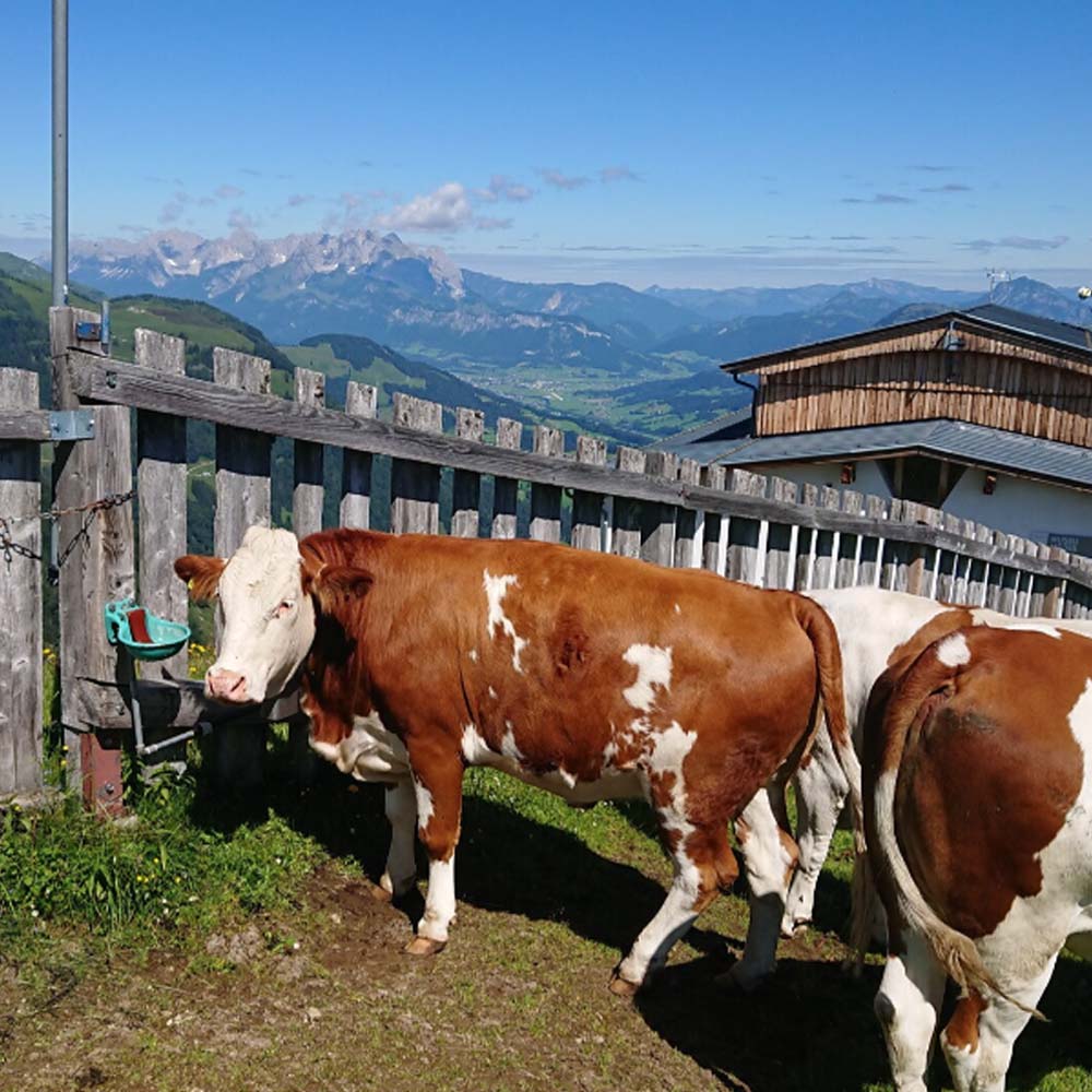 Abbeveratoio Modello 115 in Ghisa Smaltata Completa