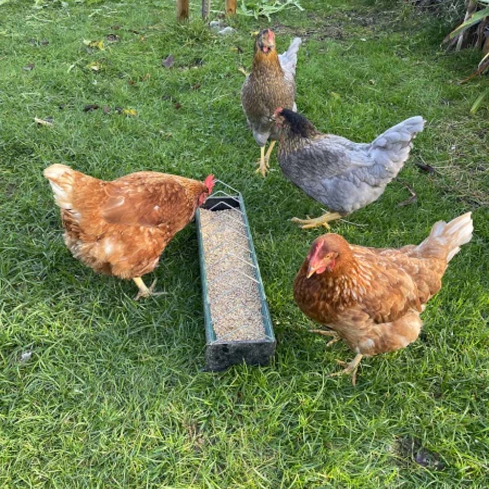 Mangiatoia in Plastica per Pulcini