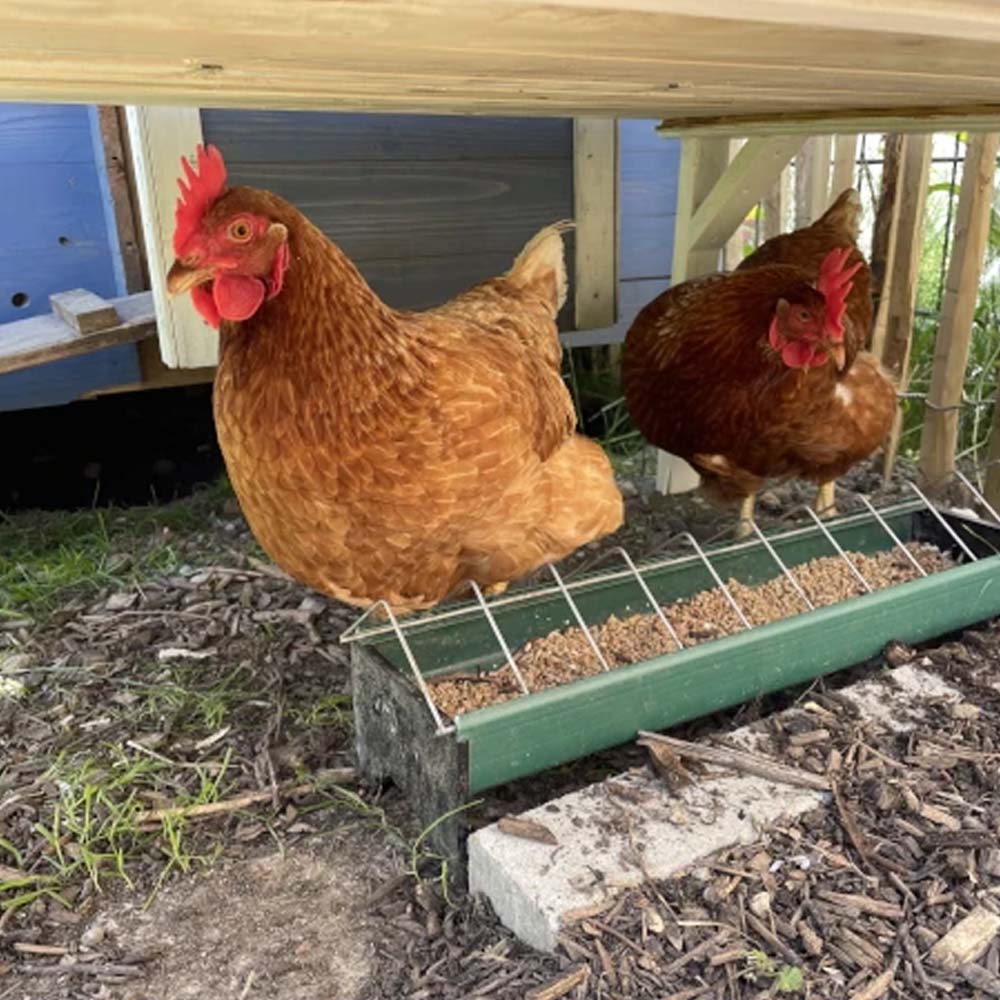 Mangiatoia in Plastica per Pulcini