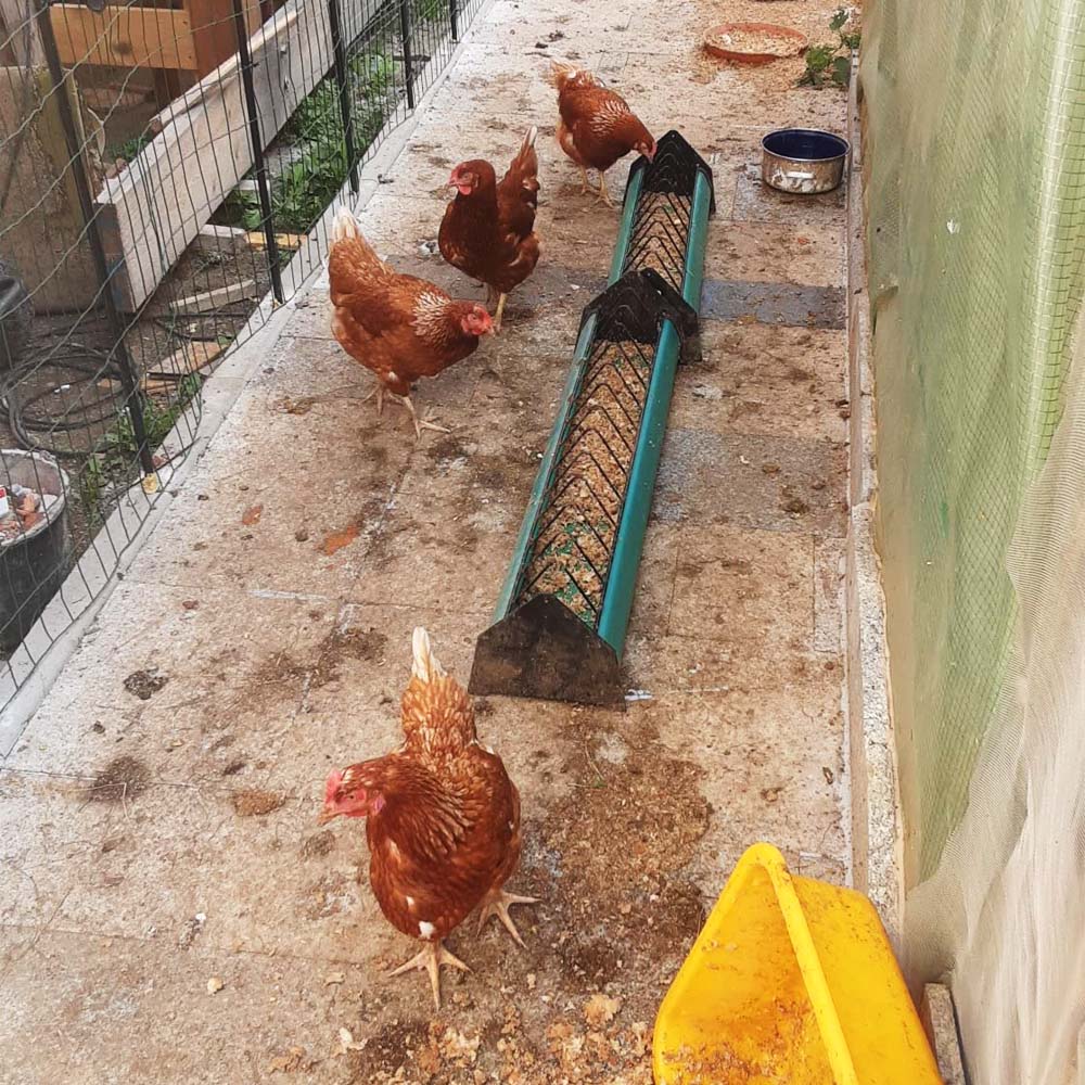 Mangiatoia in Plastica per Pulcini