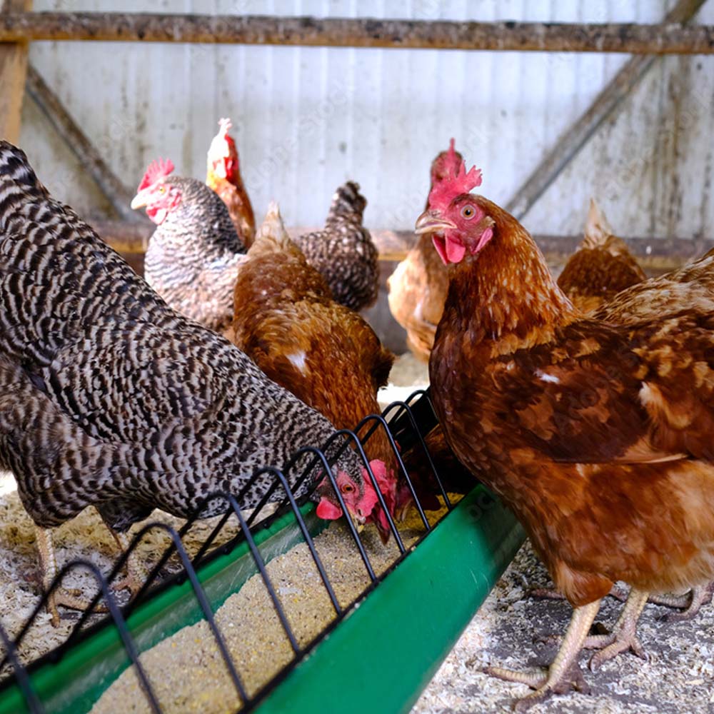 Mangiatoia in Plastica per Pulcini