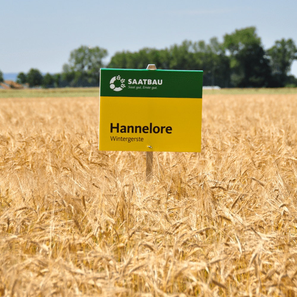 Orzo Invernale Hannelore 30kg – Semi ad Alta Resa e Qualità
