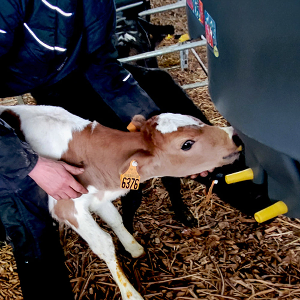 Vitelli Tettarella Giallo per Milk Bar 10pz
