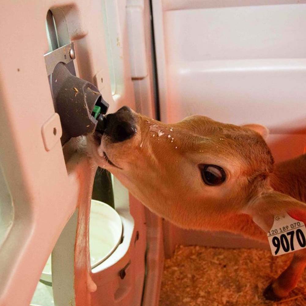 Tettarella Vitelli Nero per Milk Bar 10pz