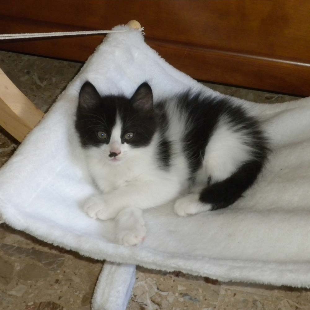 Amaca per Gatti Siesta Bianca per il gatti