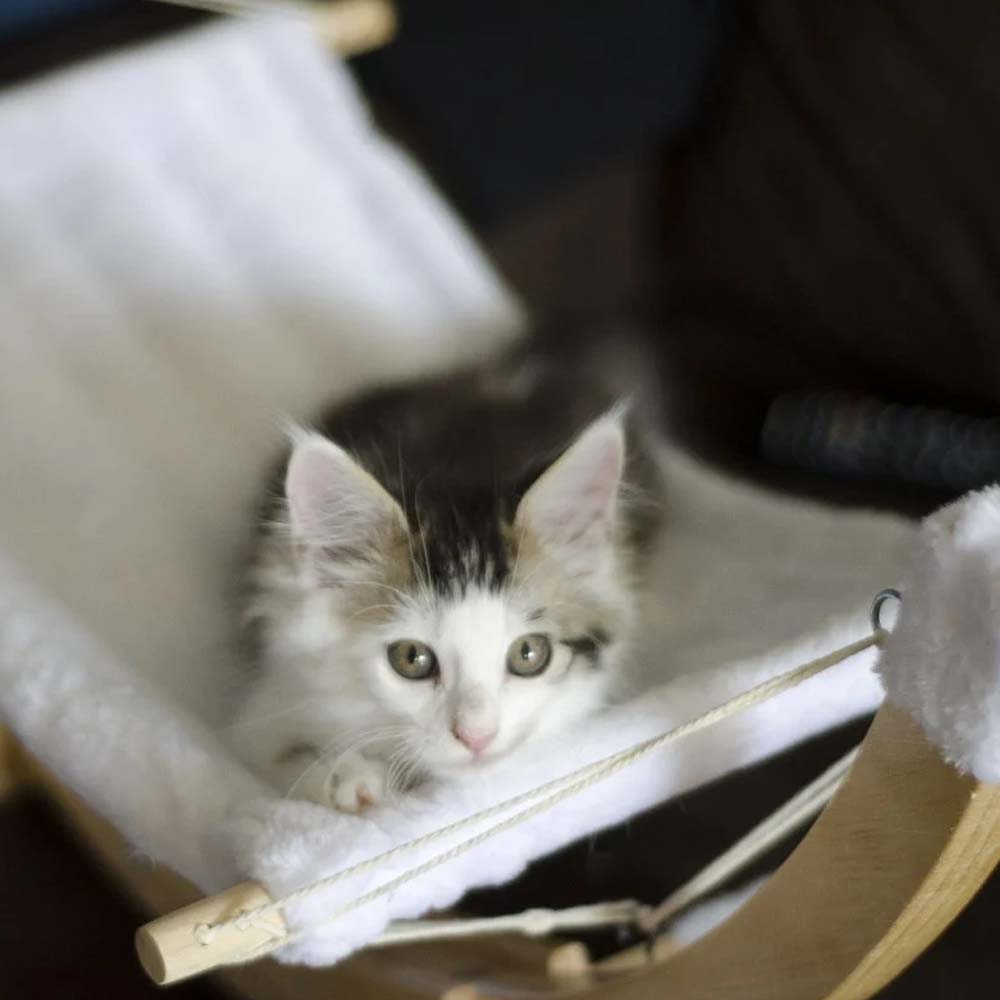 Amaca per Gatti Siesta Bianca per il gatti
