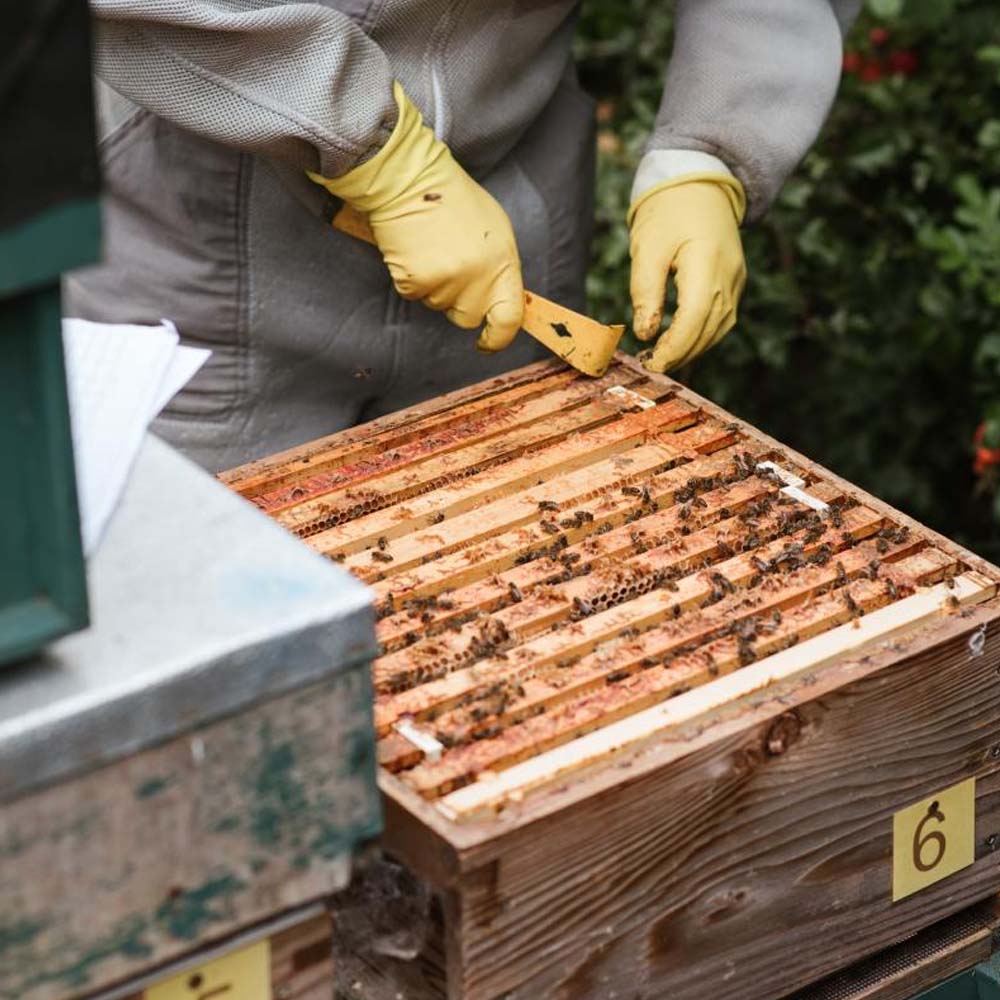 Raschiatori per alveare