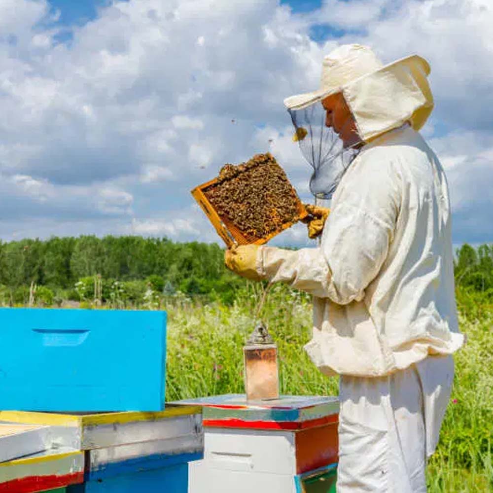 Raschiatori per alveare