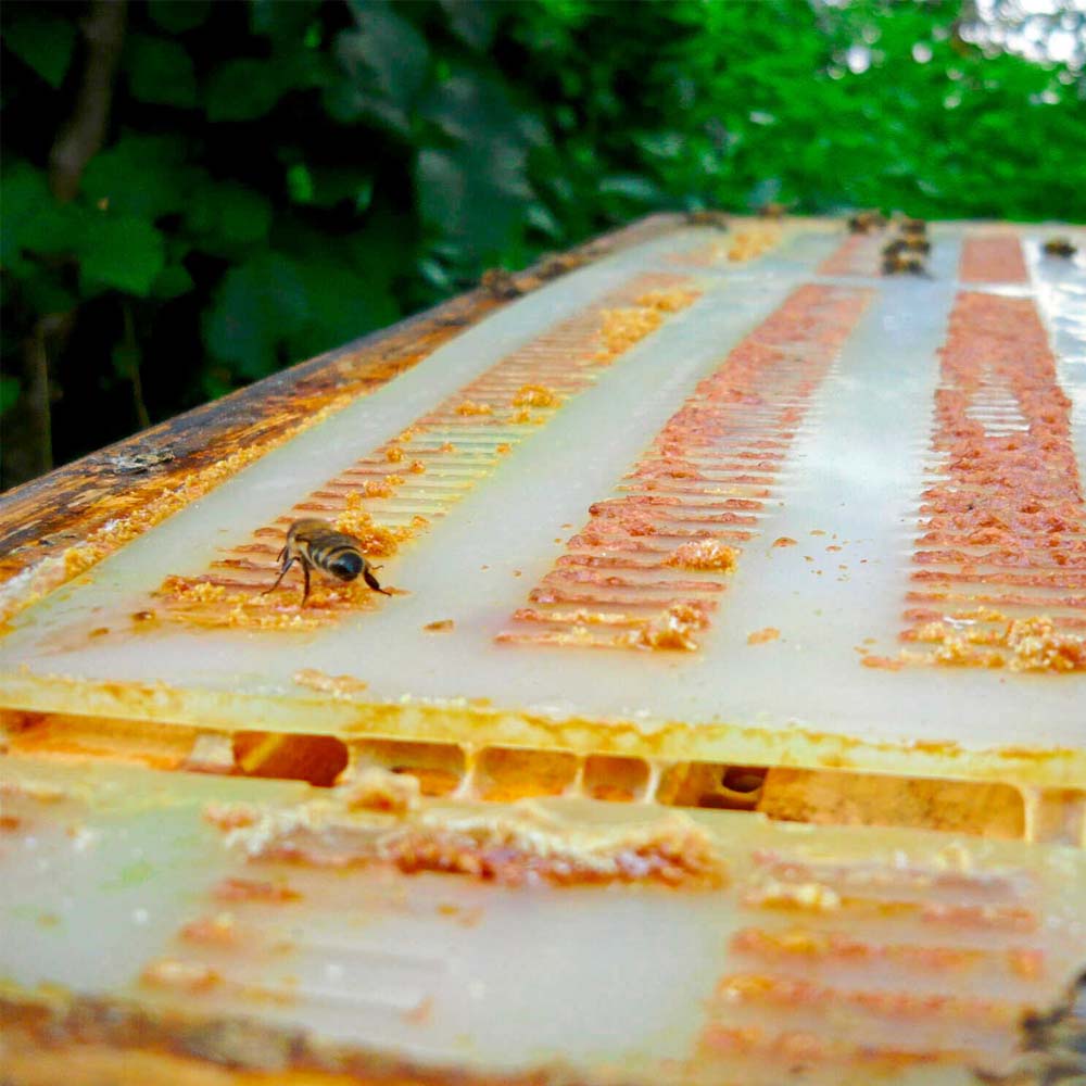 11 standard reticolo di propoli di bottino di dimensioni