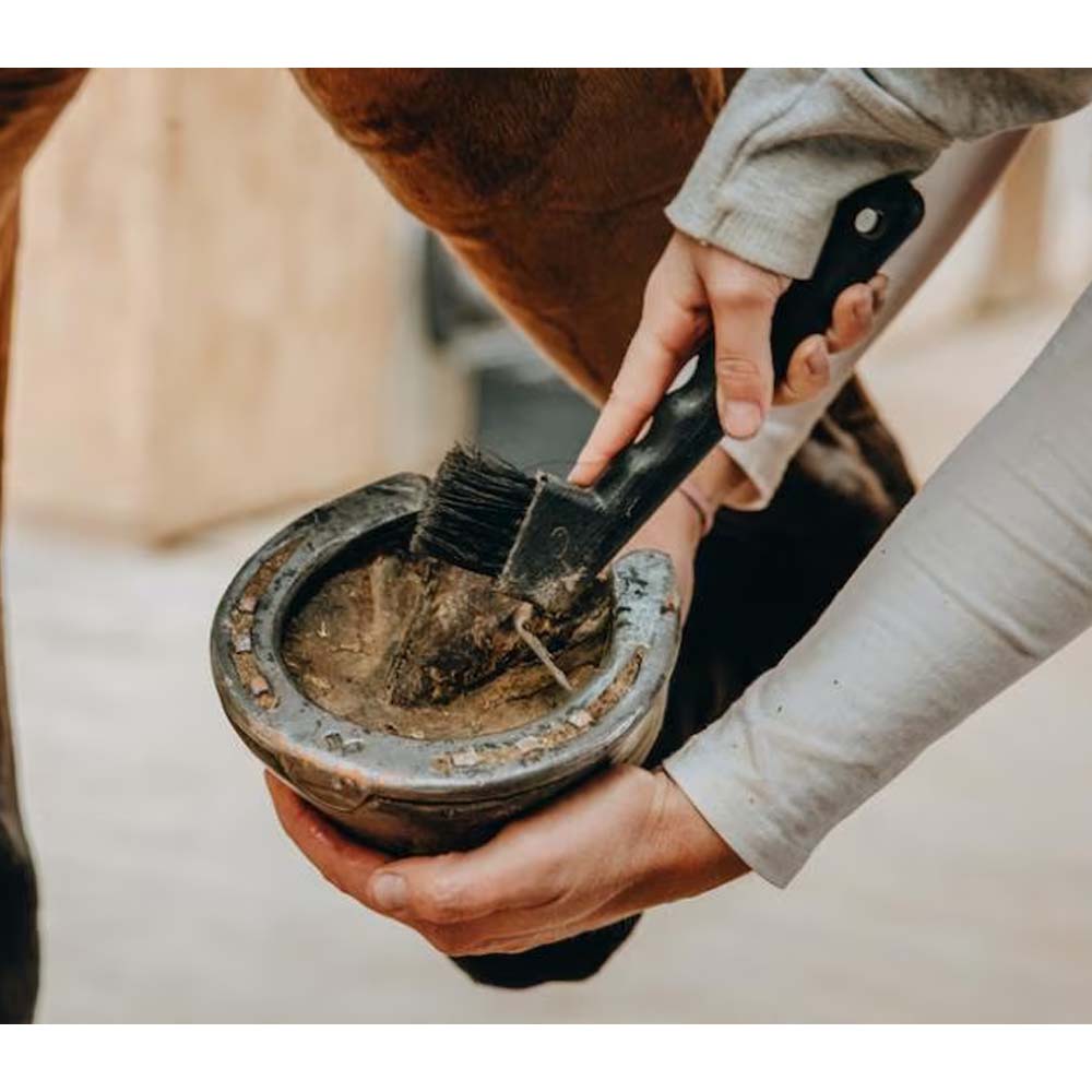 Nettapiede cavallo in plastica con spazzola