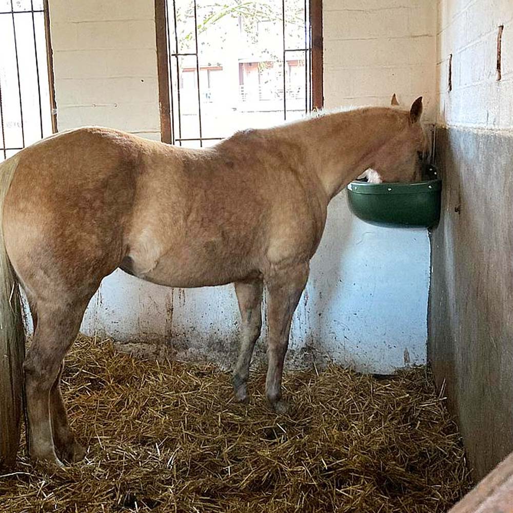 Mangiatoia Capacità 31L