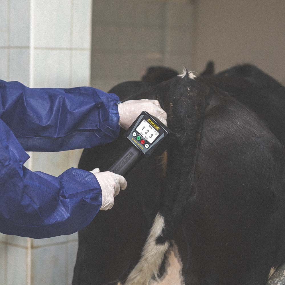 Rilevatore di calore per bovini