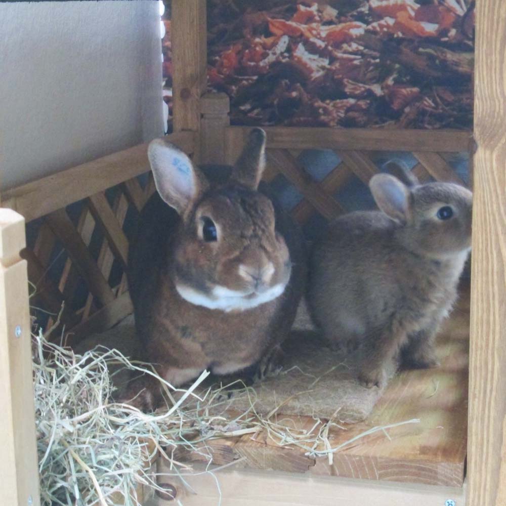 Casa per gatti Lodge a 2 piani