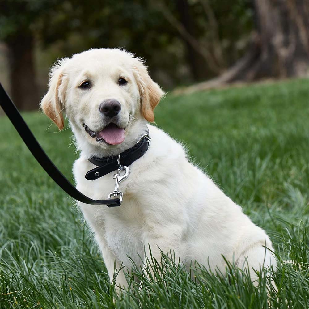 Giotto nero guinzaglio per cani in pelle