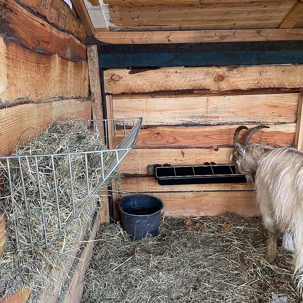 Mangiatoia lunga con ringhiera per capre e pecore