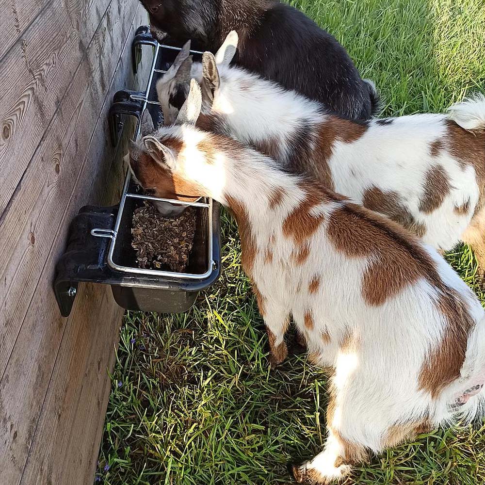 Mangiatoia lunga con ringhiera per capre e pecore