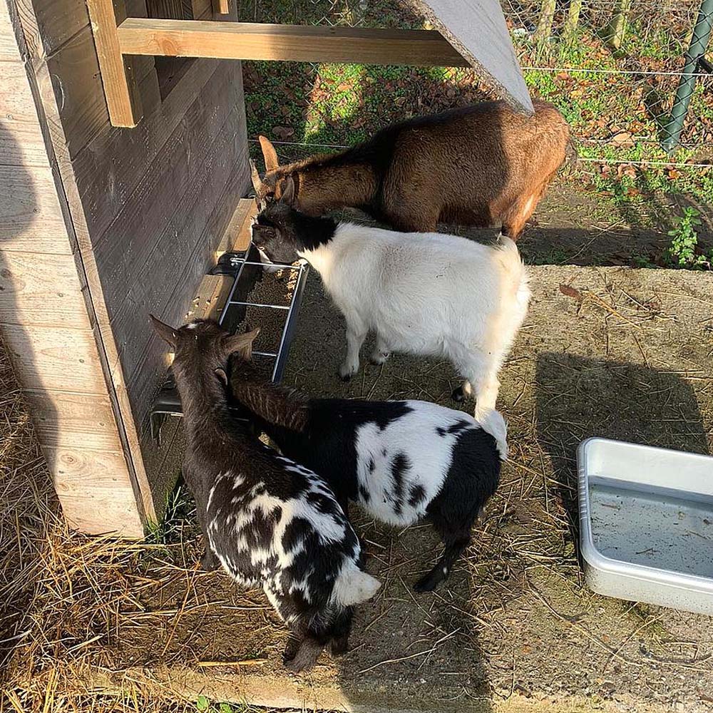 Mangiatoia lunga con ringhiera per capre e pecore