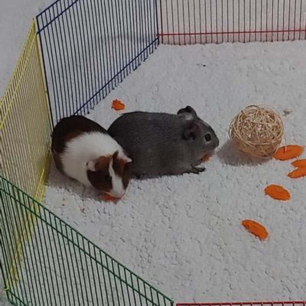 Recinto da Esterno per Criceti Topi e Piccoli Roditori