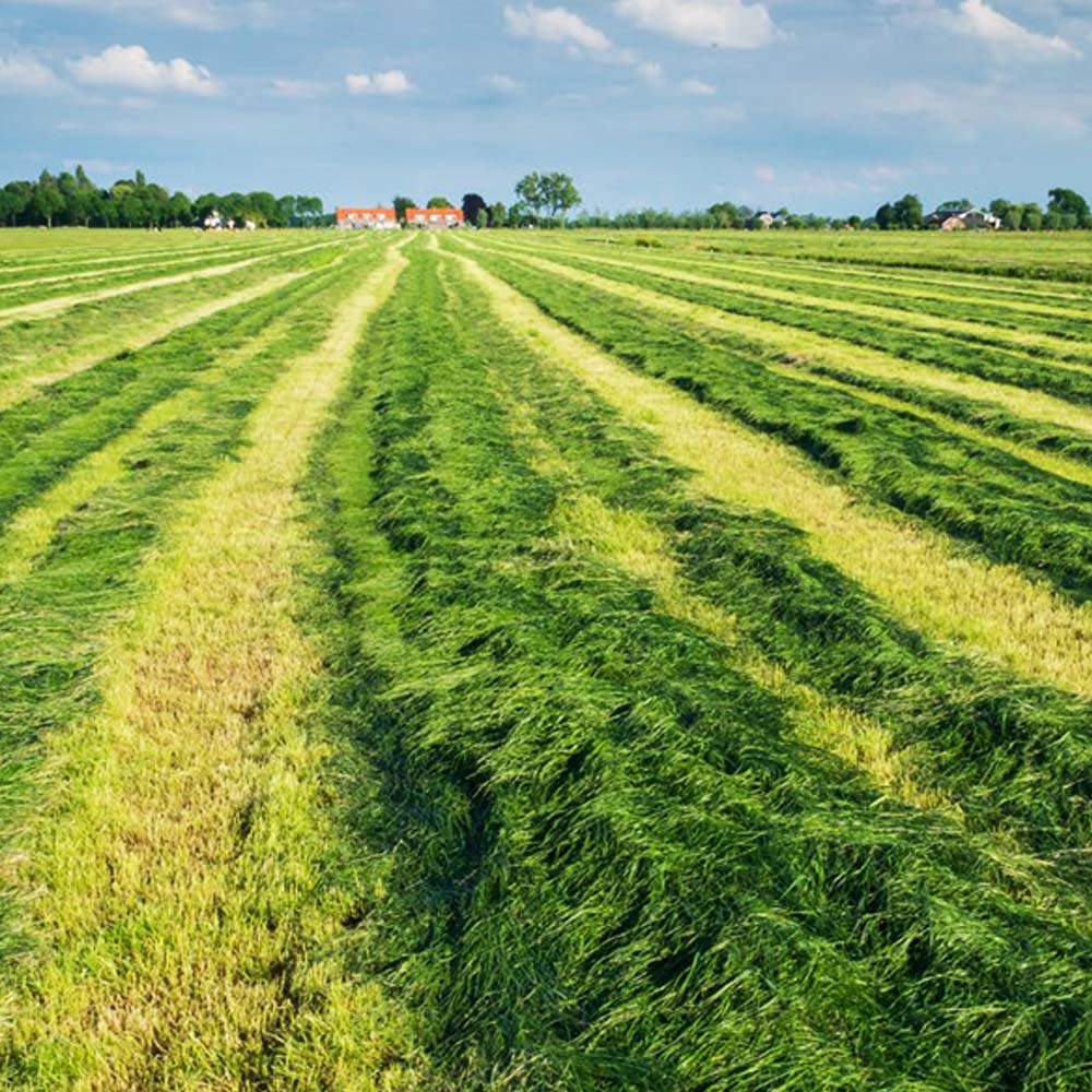 Additivi insilati Pioneer 11GFT Fiber Tec 50g