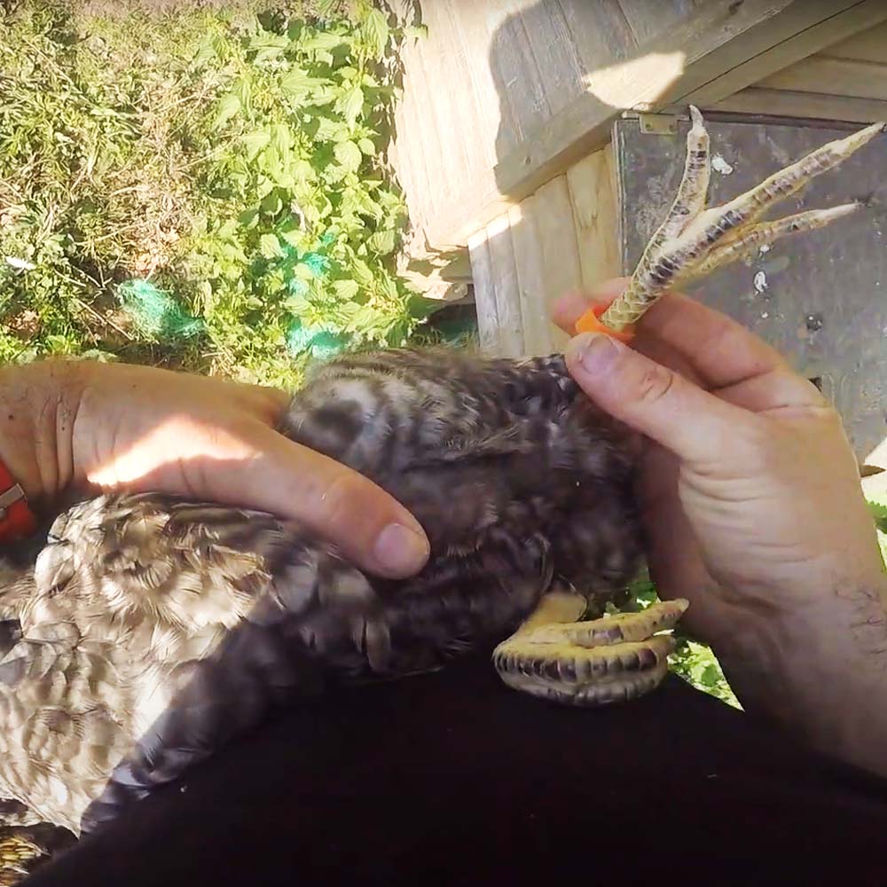 anelli di plastica per avicoli