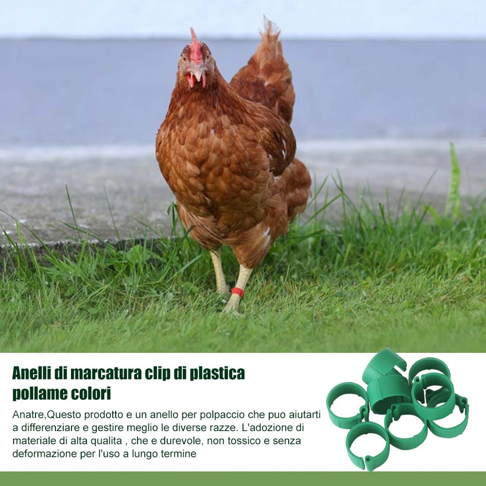 Anelli & occhiali pollame