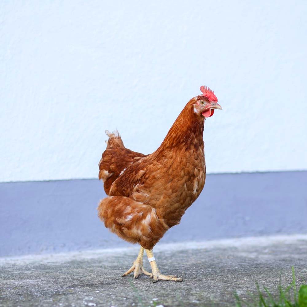 anelli per allevamenti pollame