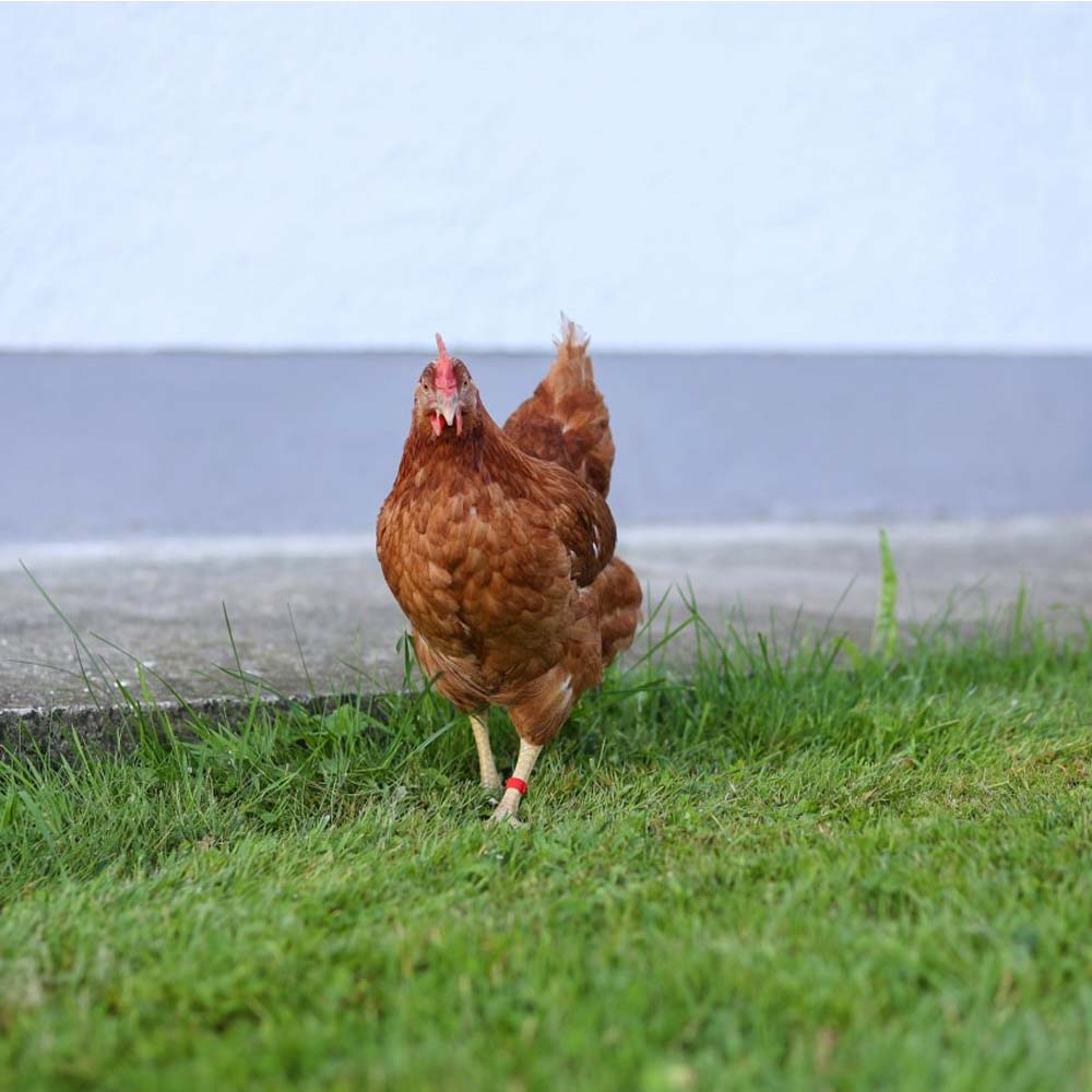 identificazione pollame clip