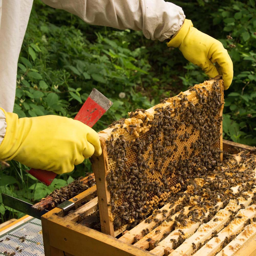 BetterComb Wired Frames