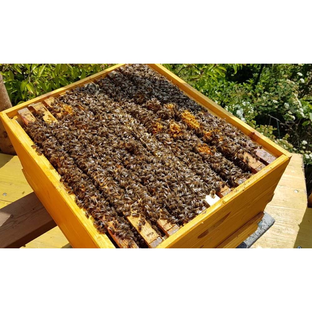 Confezione da 25 telai in legno