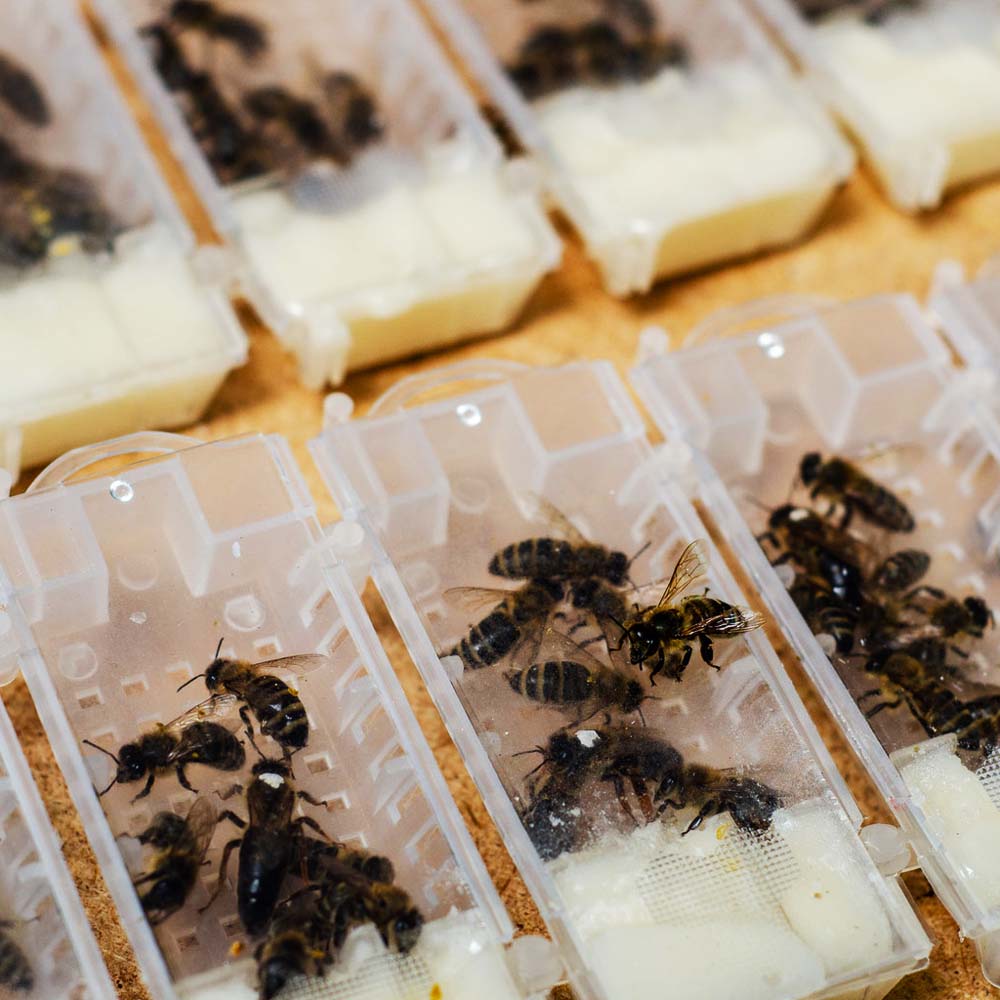 Gabbietta in plastica Piccola per Trasporto e Inserimento Ape Regina