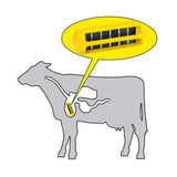 Magnete ruminale forte per i corpi dei bovini terapeutici e profilattici per le malattie