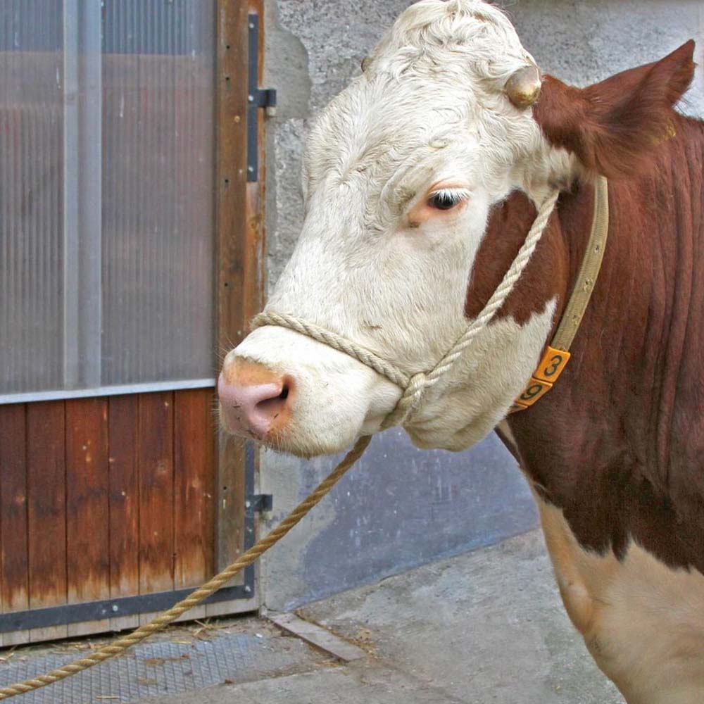 Corda Trasporto Bestiame