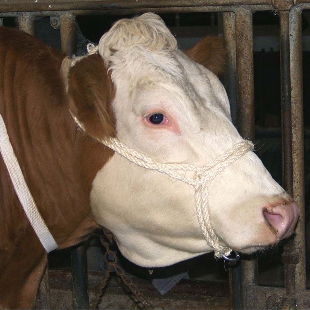 Corda Trasporto Bestiame