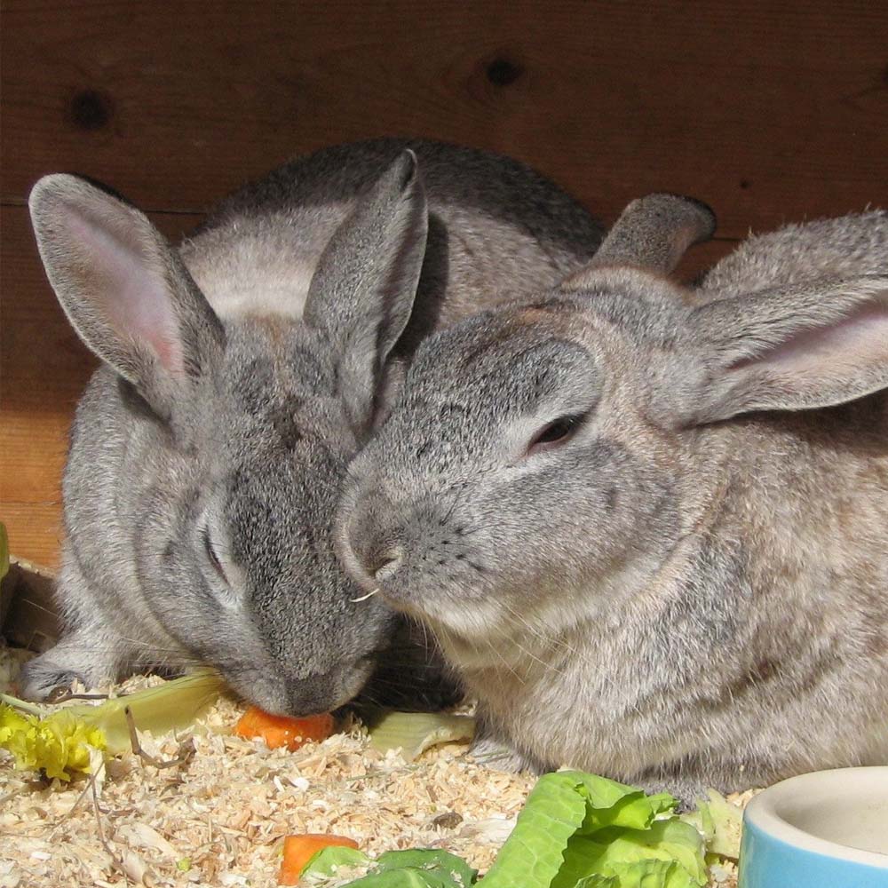 Casetta Per Roditori La Vita Duo