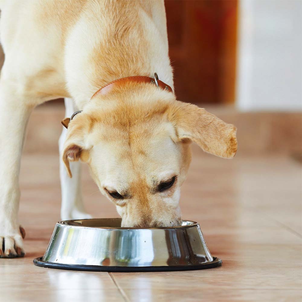 Ciotola Anti Dribble in Acciaio Inossidabile