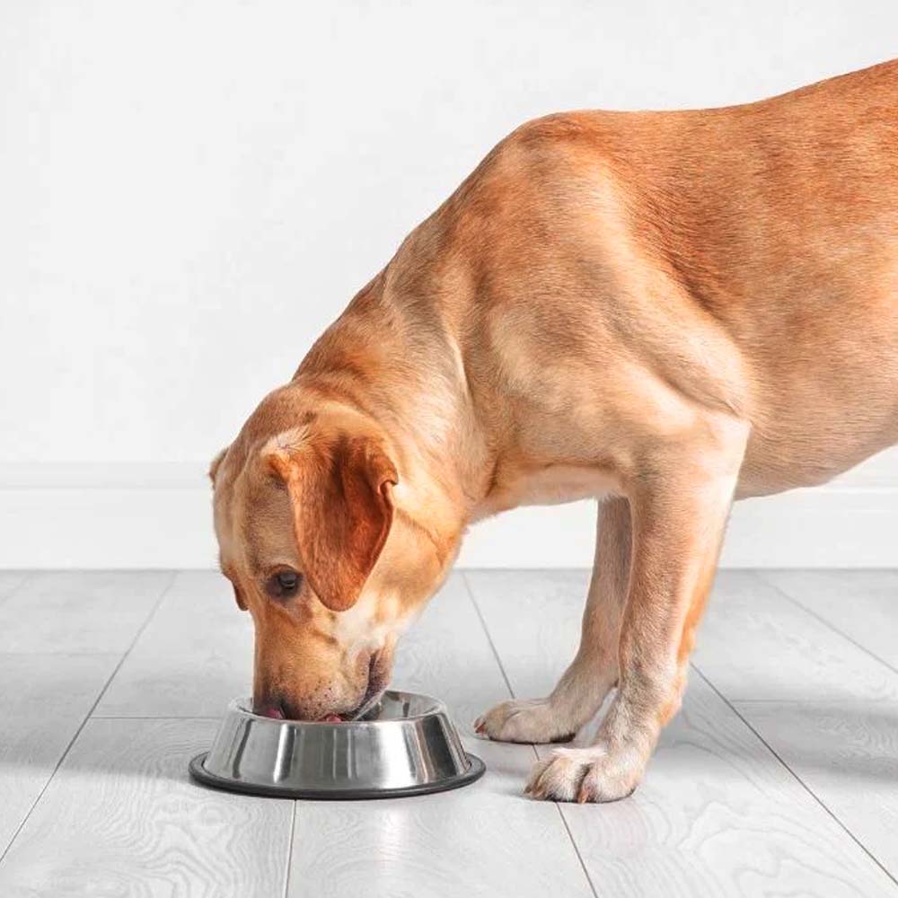 Ciotola Anti Dribble in Acciaio Inossidabile