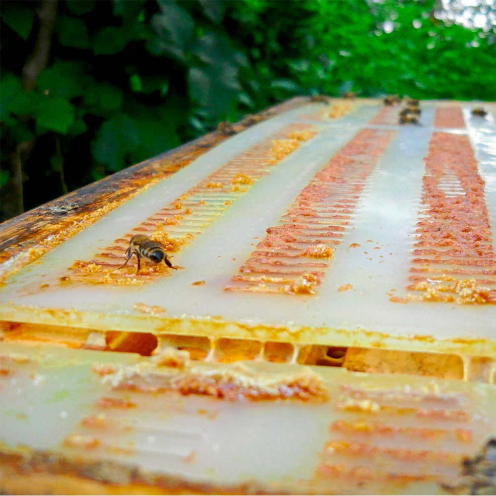 12 Griglia plastica per propoli dell alveare Dadant