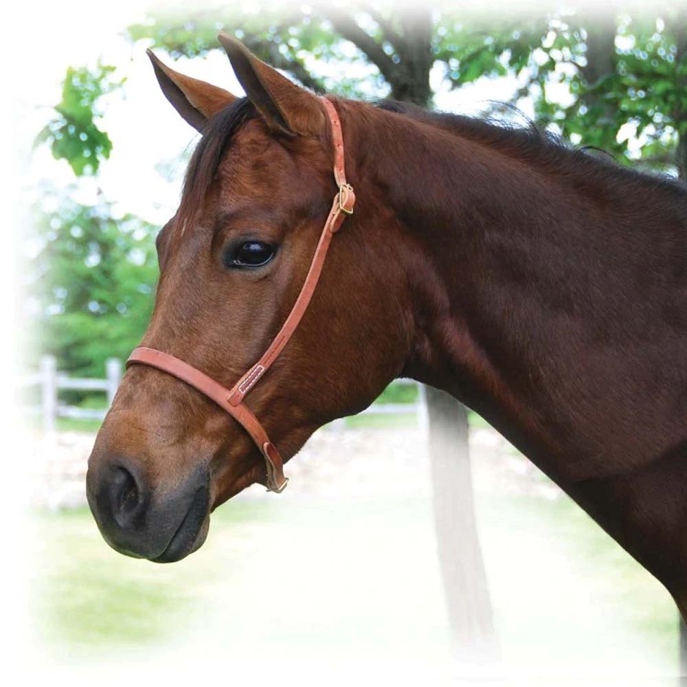 Imbracatura per capezzina regolabile