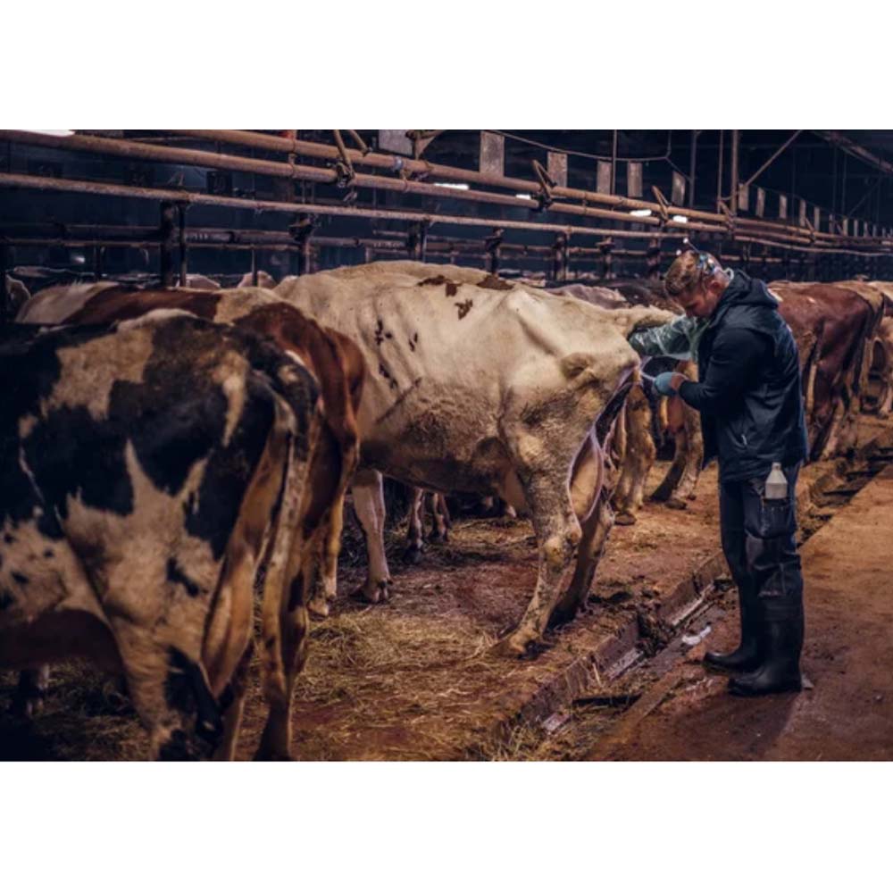 Guanto Veterinario Monouso Vettop Con Protezione Spalla