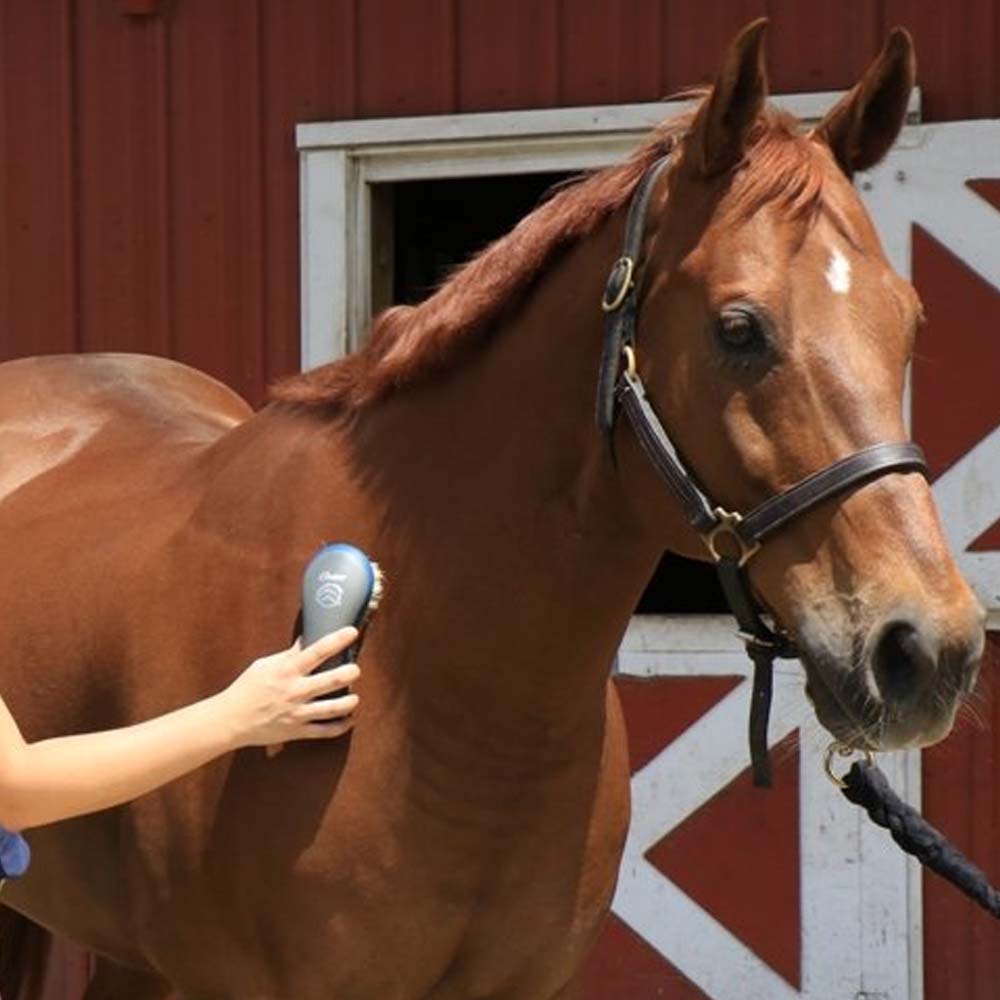 Oster spazzola per Shine e Cuddly plastica