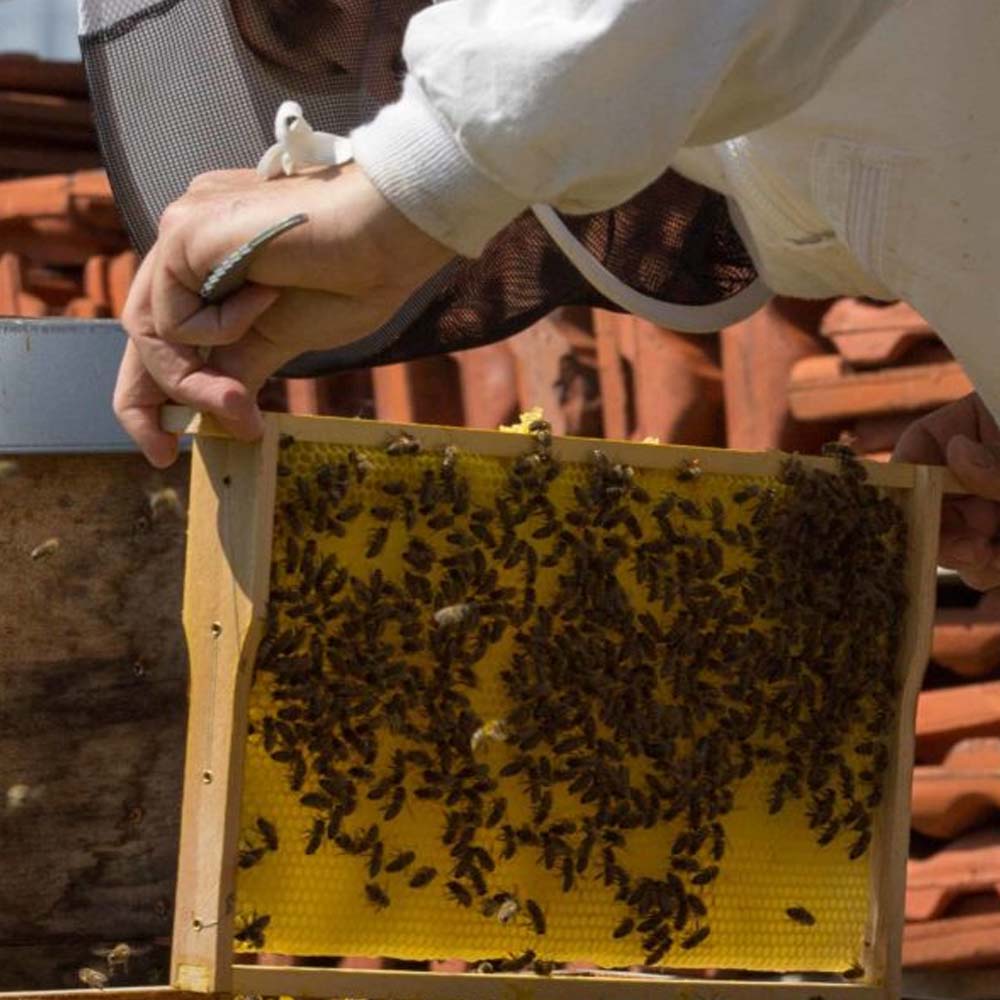 cornici in legno apicoltura