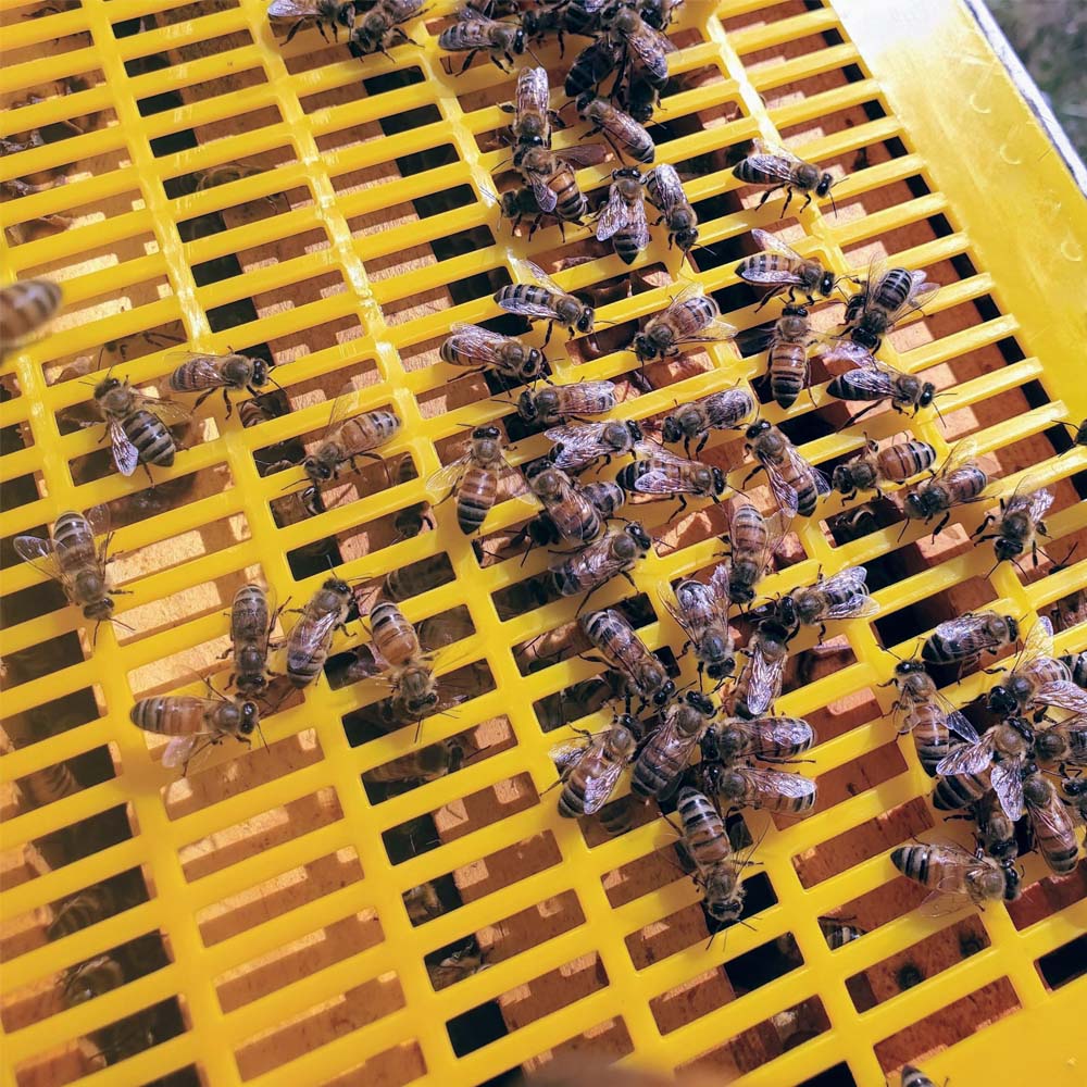 Griglia plastica Nicot escludiregina