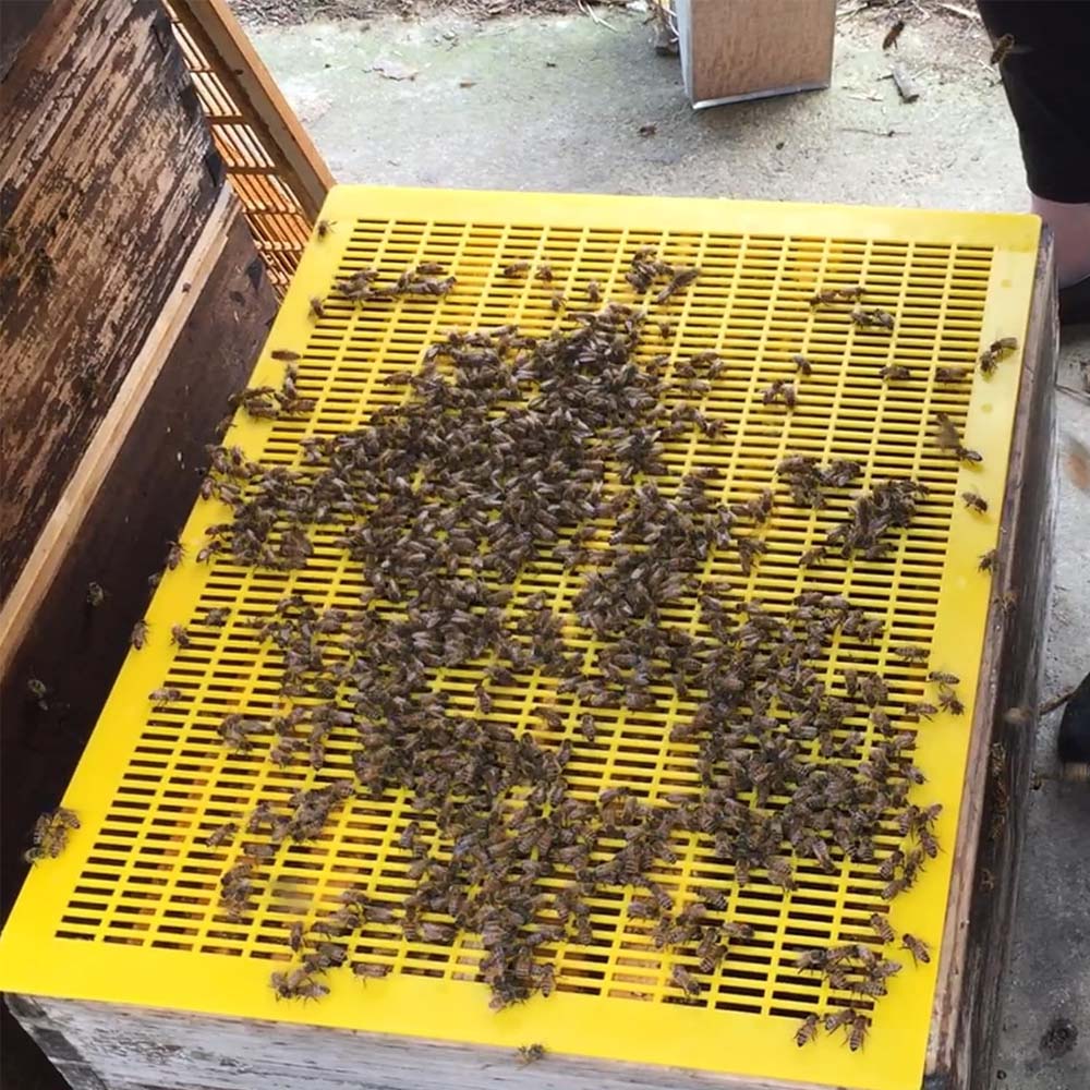 Griglia plastica Nicot escludiregina