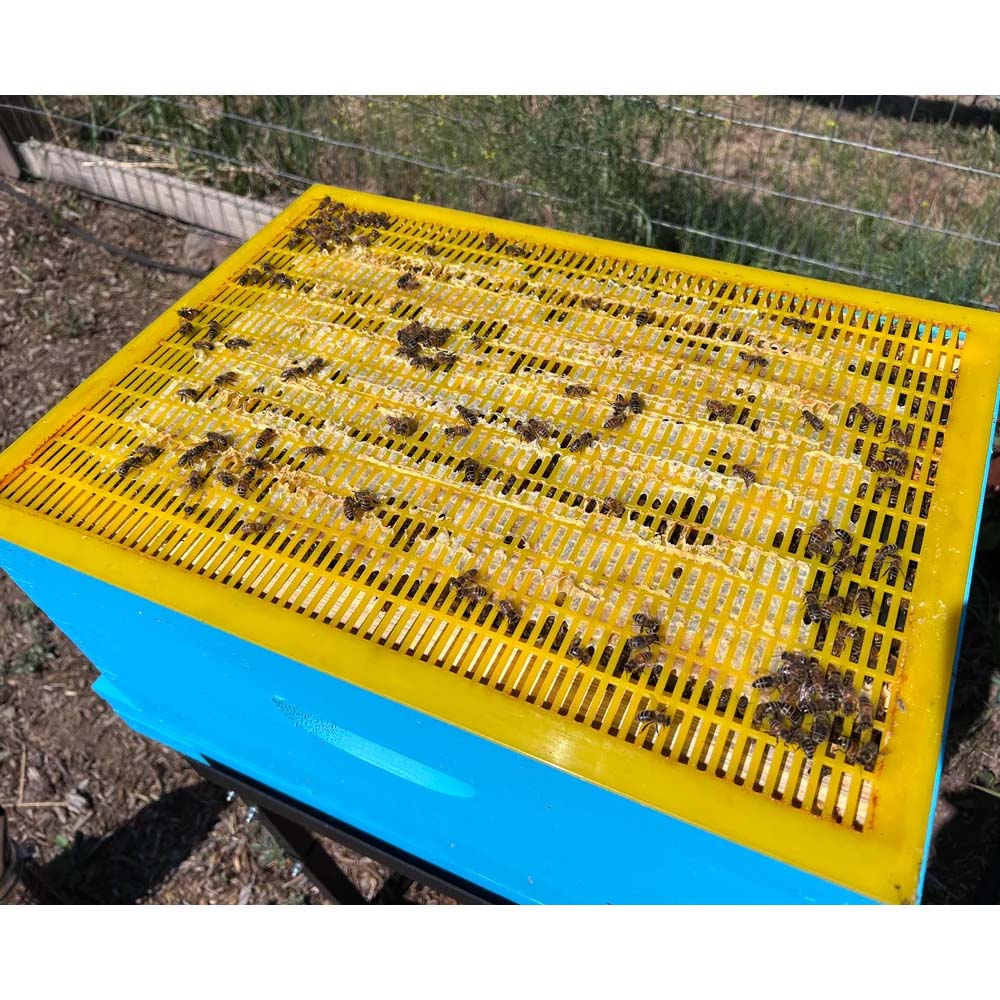 Griglia plastica Nicot escludiregina