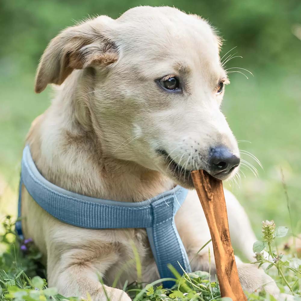 Rumine bovino essiccato per cani 500 gm