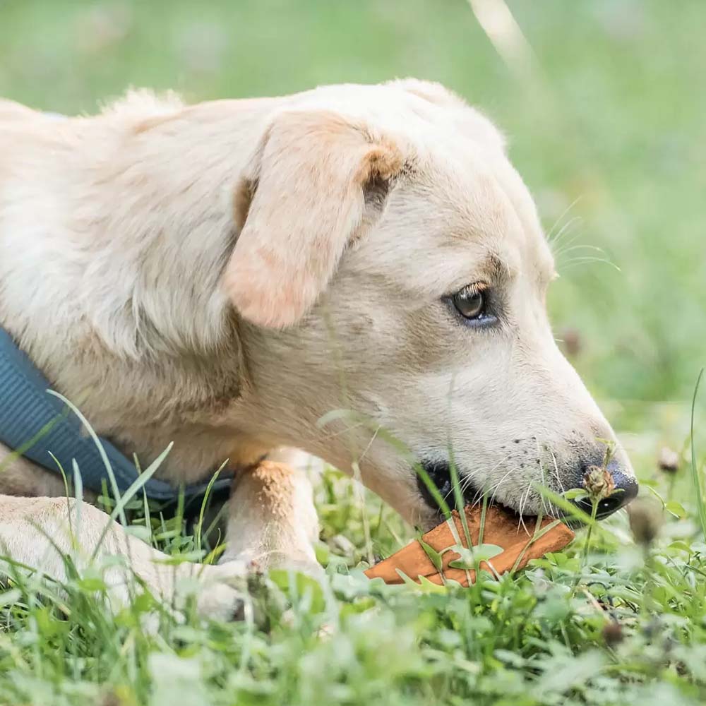 Rumine bovino essiccato per cani 500 gm