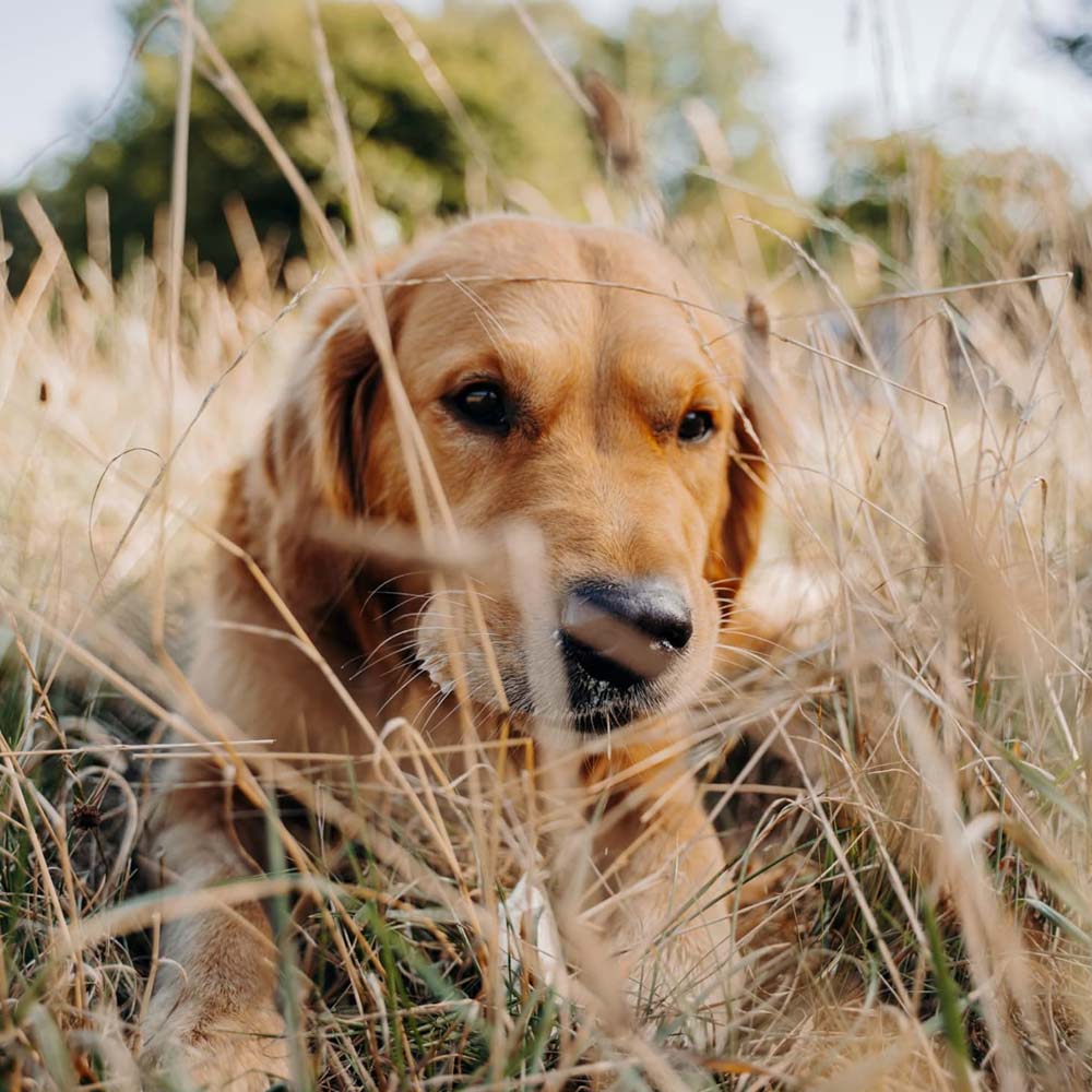 Rumine bovino essiccato per cani 500 gm