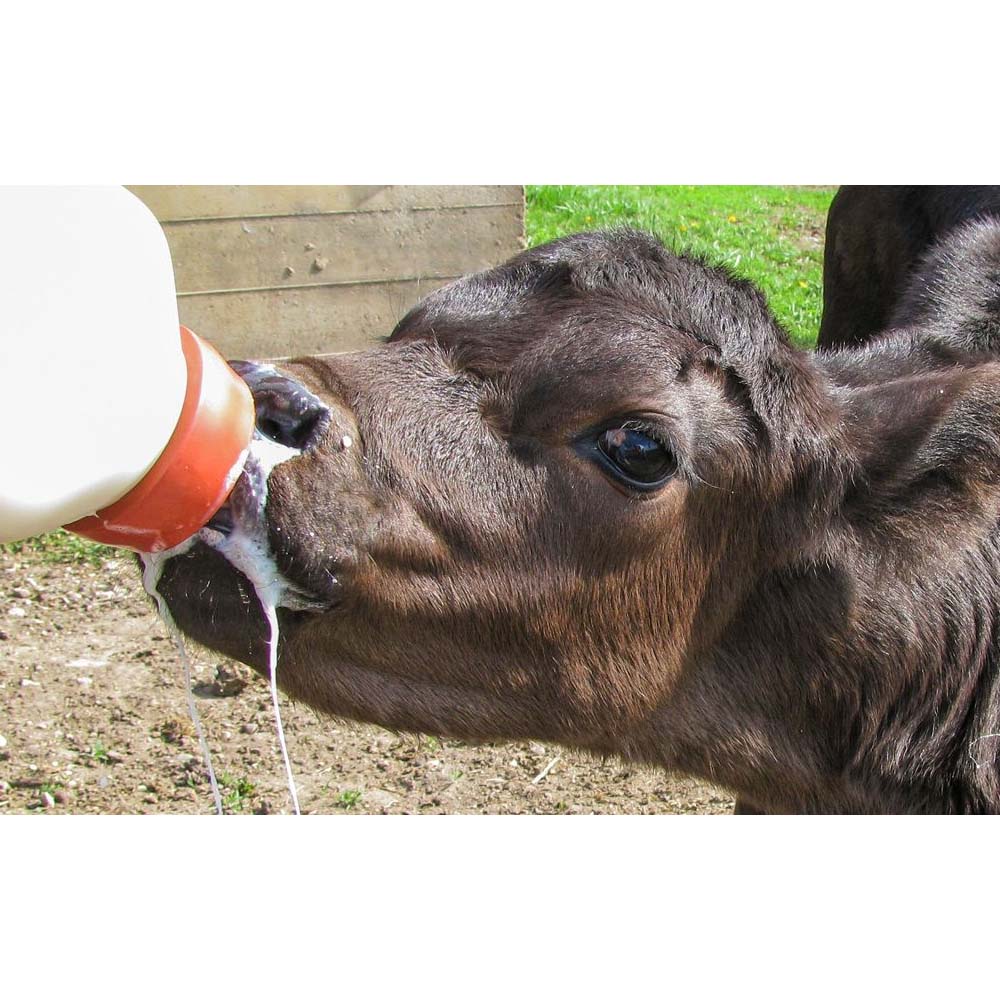 Accessori per vitelli Bottiglia con tettarella