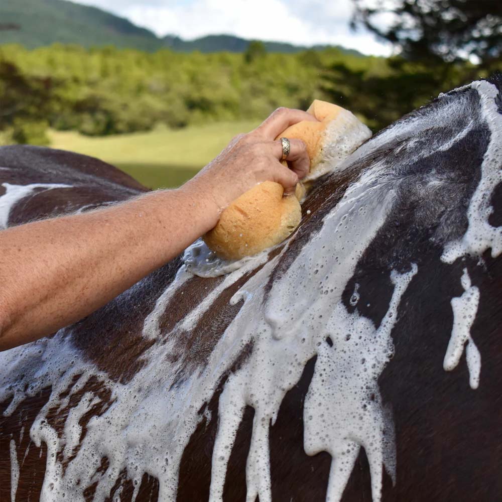 spugna comoda per cavalli