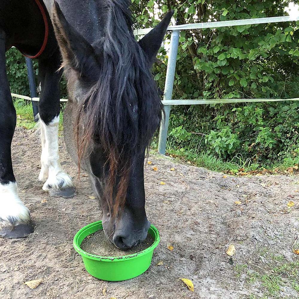 Delizia Bronchial Ciotola da leccare per cavalli